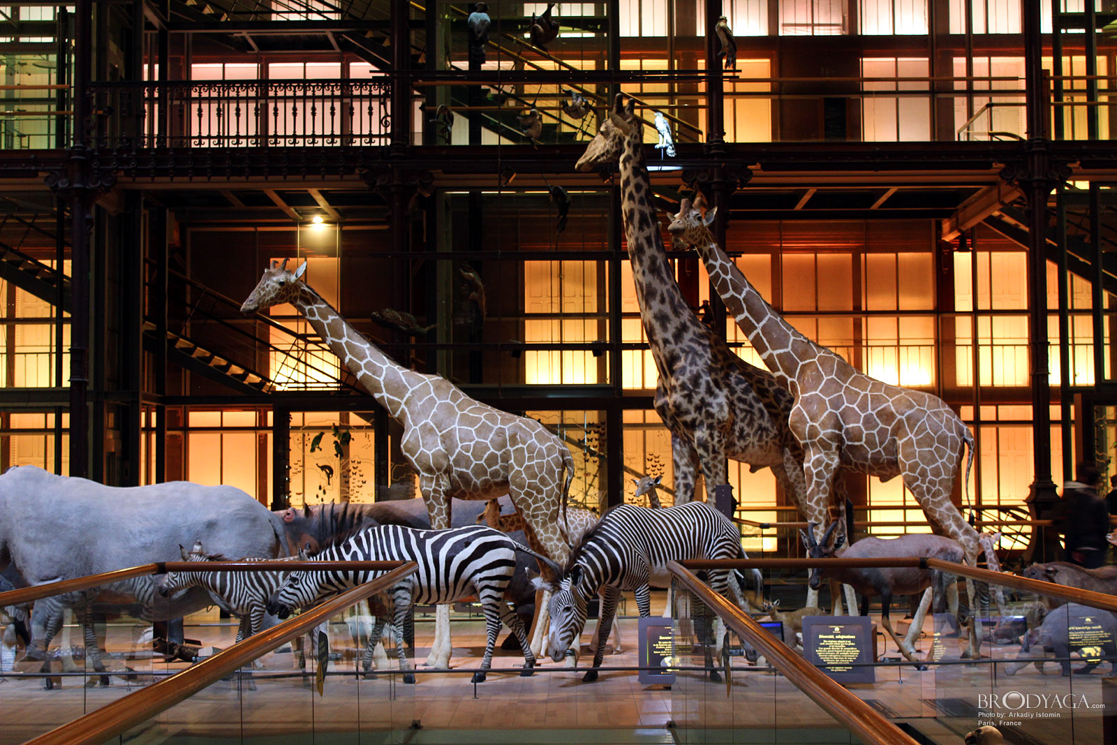 Galerie d'Entomologie